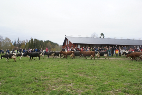 Kosläpp bild på människor från hagen