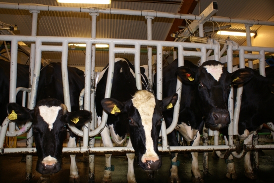 Kor i mjölkgrop framifrån