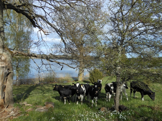 Kvigor Herrökna vid sjön maj 2012