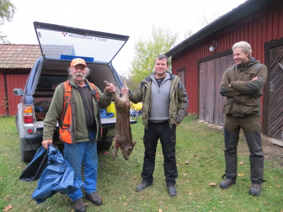 Första vildsvinet skjutet