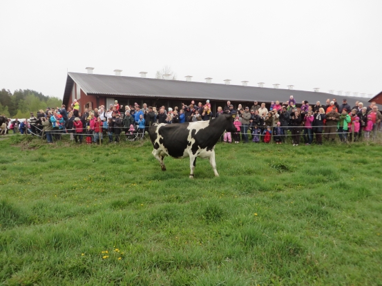 Kosläpp 10 maj 2014 bild från betet mot stora lagårn