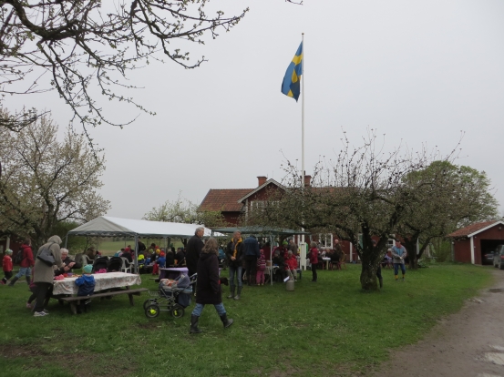 Kosläpp 10 maj 2014 fika i trädgården