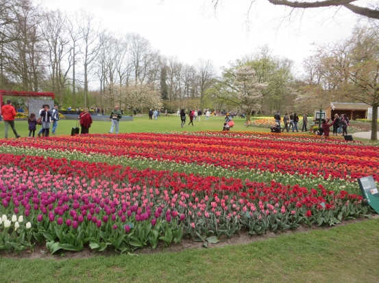 Blommor på Keukenhof Holland 22 april 2015