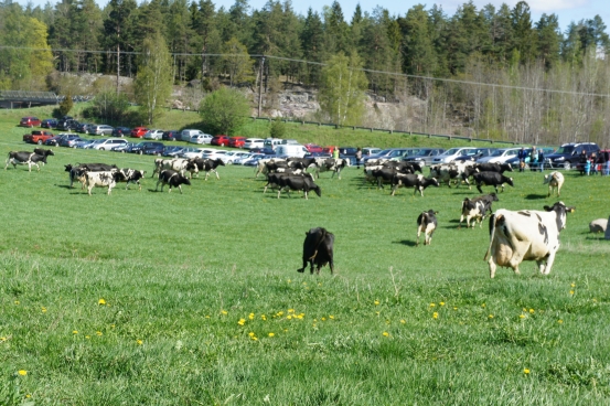 Kosläpp kor i hagen med bilar i bakgrunden