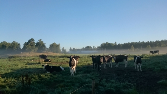 Kvigor bete utanför lagårn aug 2015