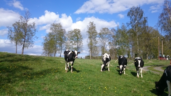 Kvigor Bresättershagen maj 2015