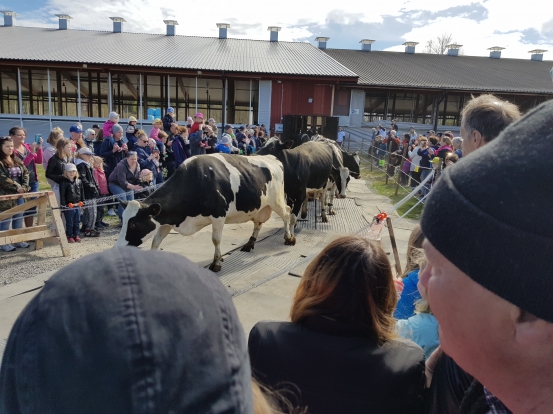 Kor på väg ut från lagårn