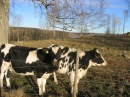 Kvigor p sensommarbete