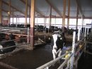 Kor inne i nya lagården
