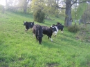 Herrknans hage