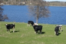 Betande kvigor vid Naten maj 2010