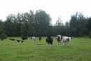 Kvigor p Herrknans naturreservat