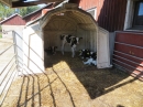 Kalvar i igloo